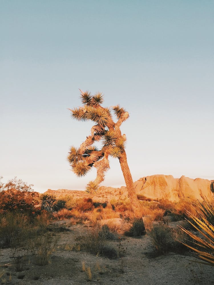Sunrise On Joshua Tree