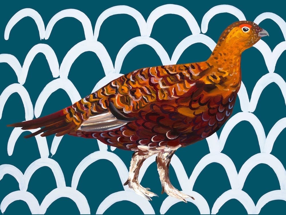 Gorgeous Grouse Wavey