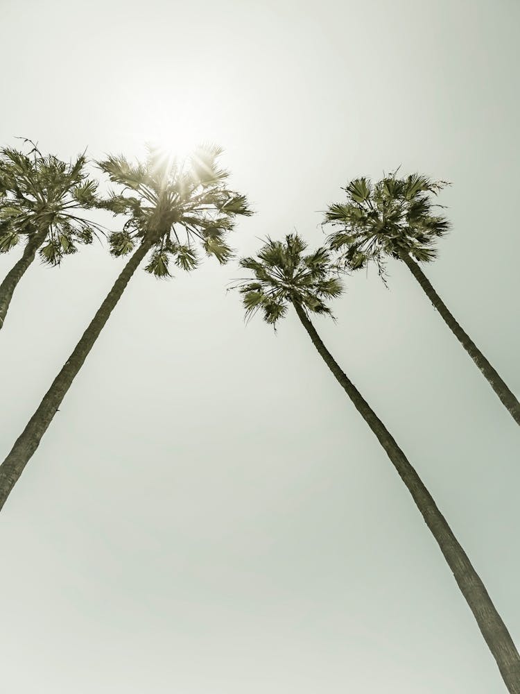 Vintage Palm Trees In The Sun