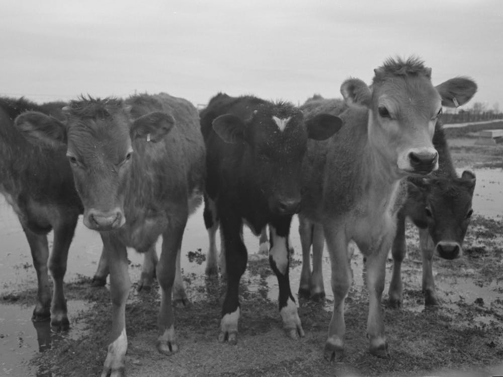 Untitled Photo, Possibly Related To Cows At The Fsa (Farm Security Administration) Casa Grande Farms,
