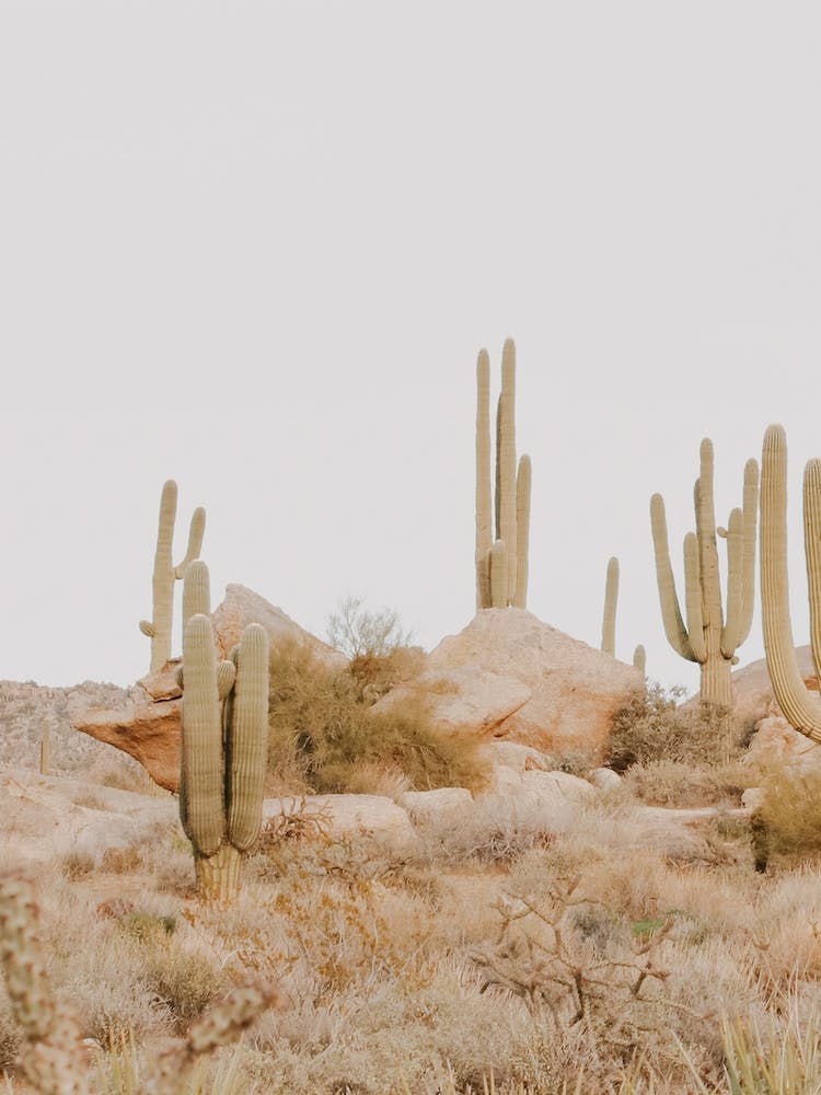 Sonoran Desert