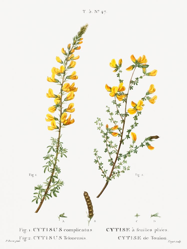 Cytisus Complicatus And Cytisus Telonensis, Pierre Joseph Redoute