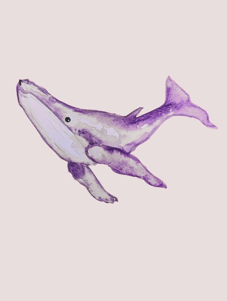 Purple Whale 1
