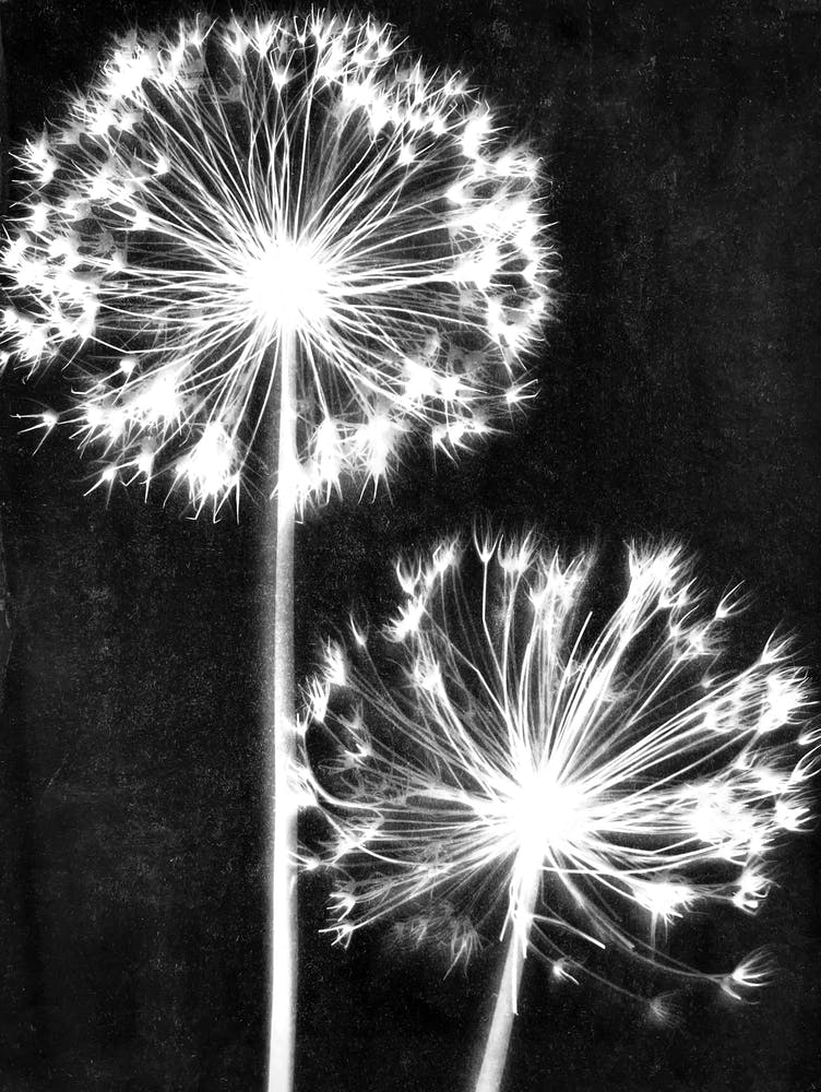 Pissenlit noir et blanc