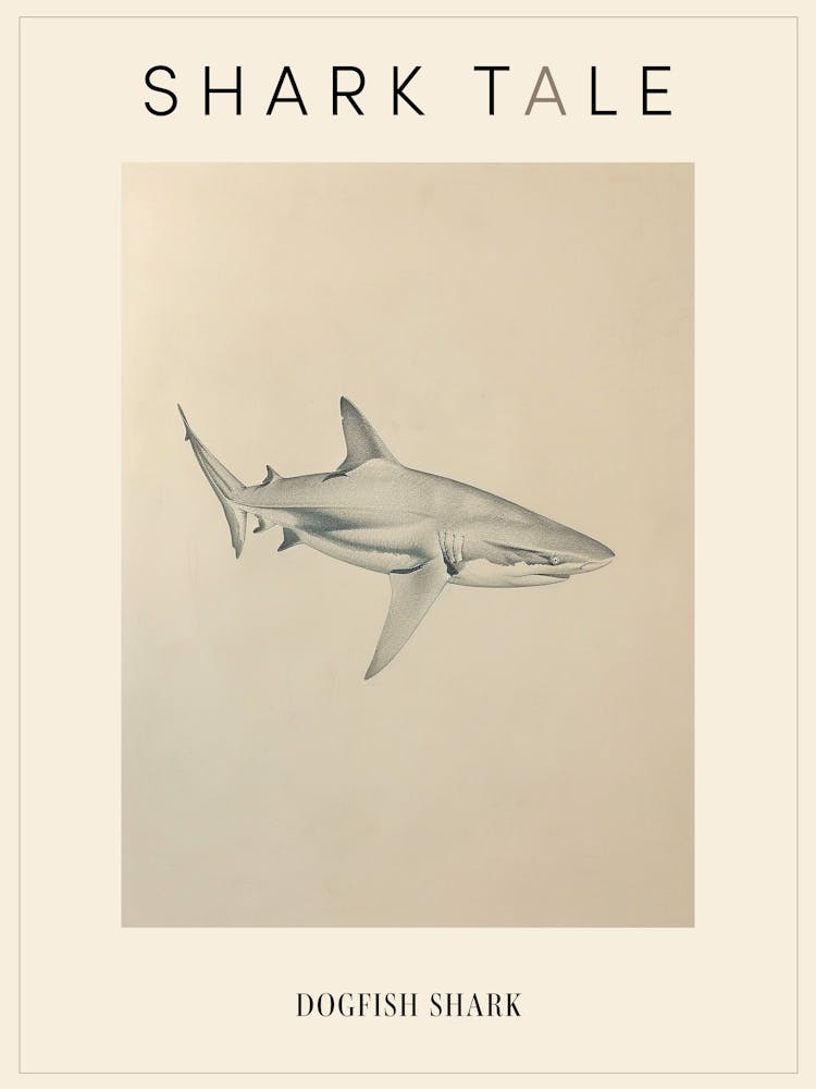 Dogfish Shark Vintage Illustration 5 Poster