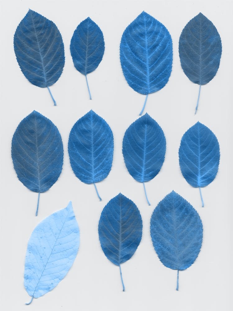 Autumn Parade Blue