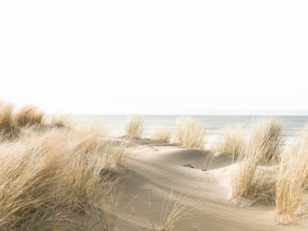 Sand Dune Grasses