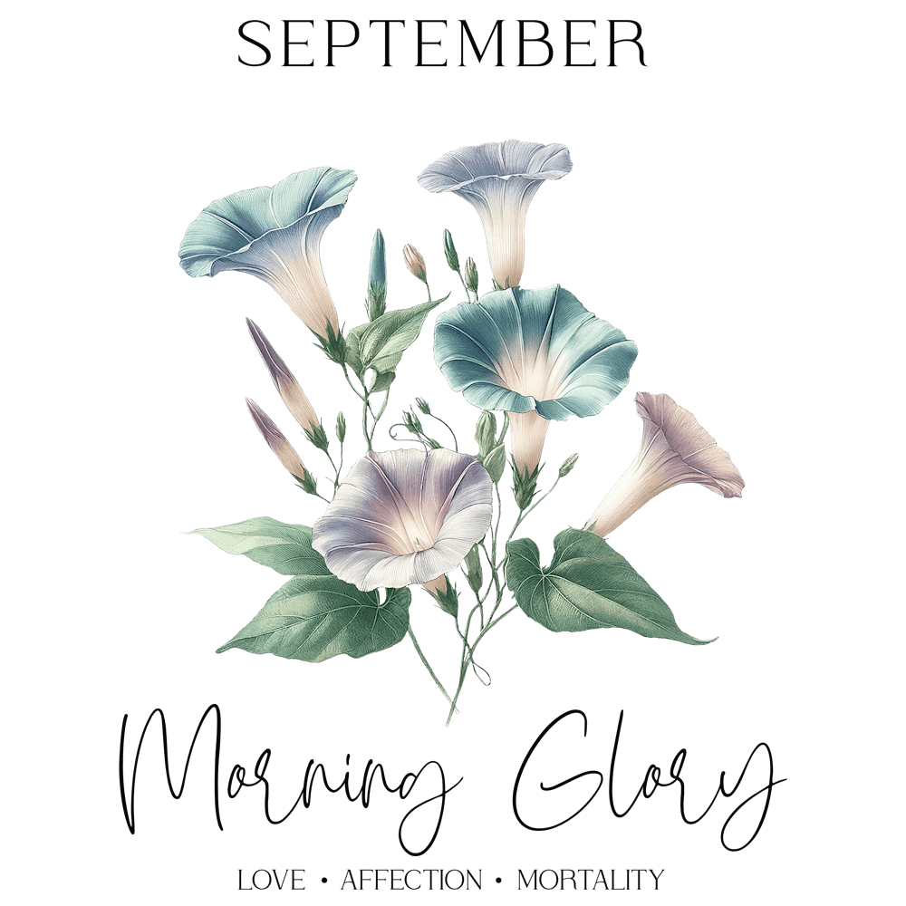 Morningglory September Birthday