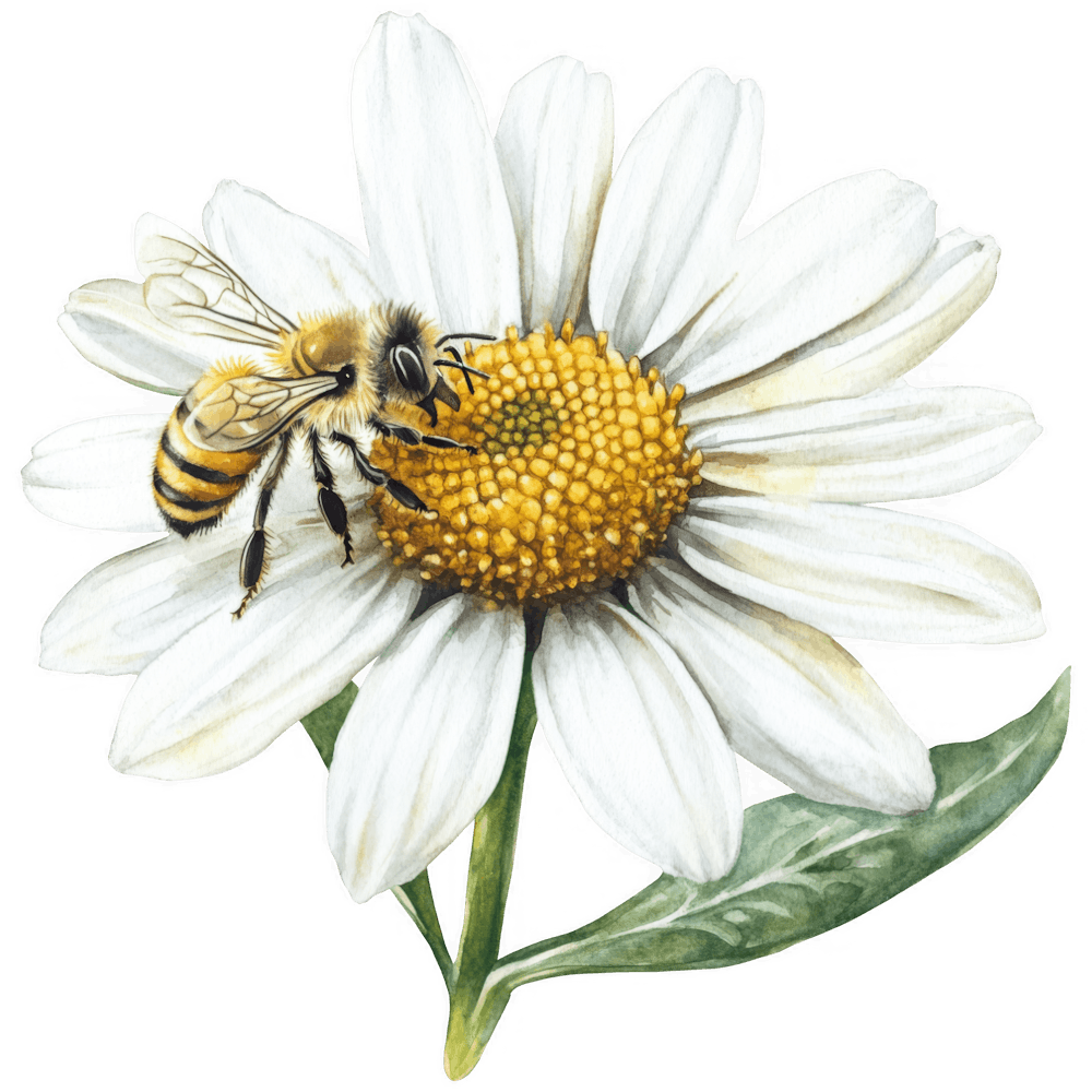Daisy Flower 11