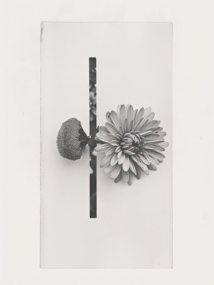 Chrysanthemum Flower Photo Collage 4