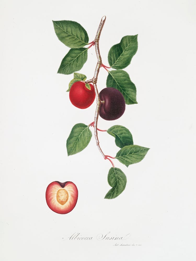 Apricot (Armeniaca Prunata) From Pomona Italiana (1817 - 1839), Giorgio Gallesio