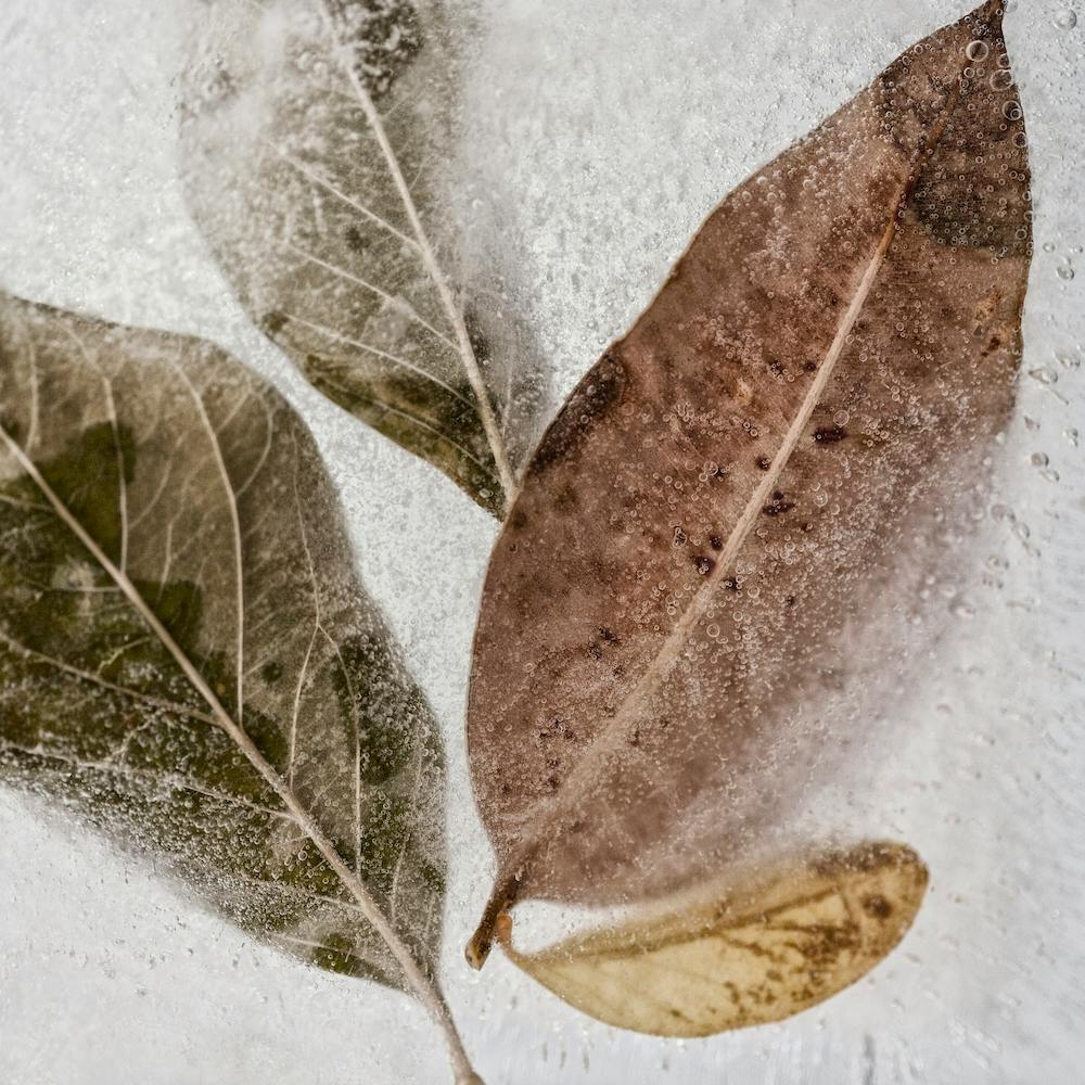 Autumn Leaves Square