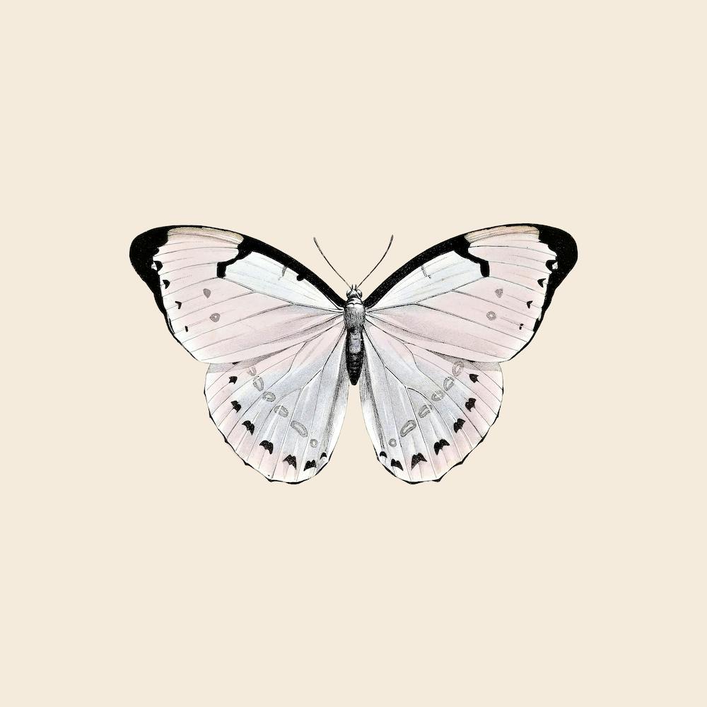 Papillion Beige Square