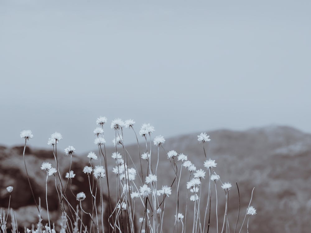Bergblumen 2