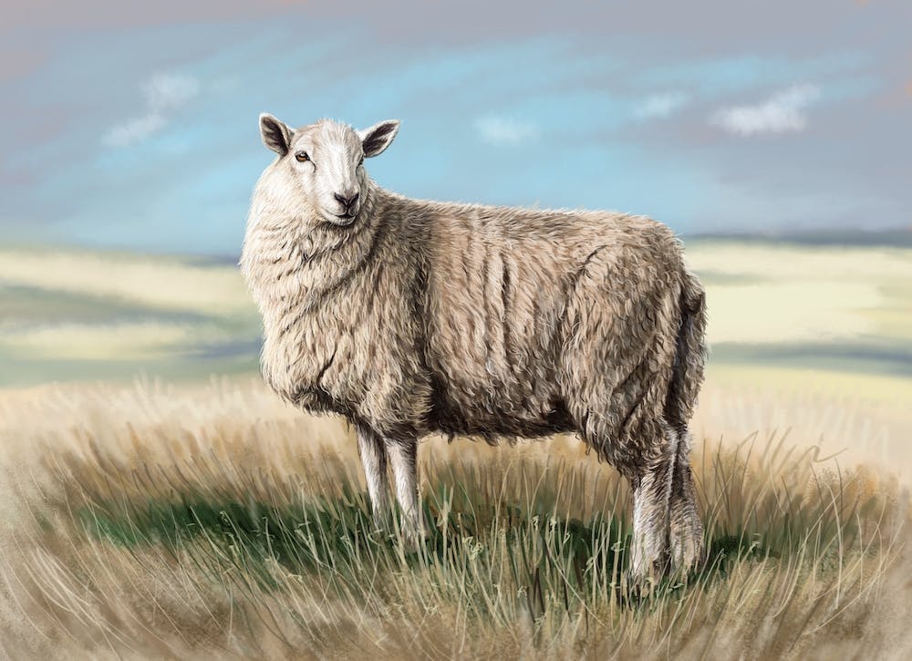 A sheep