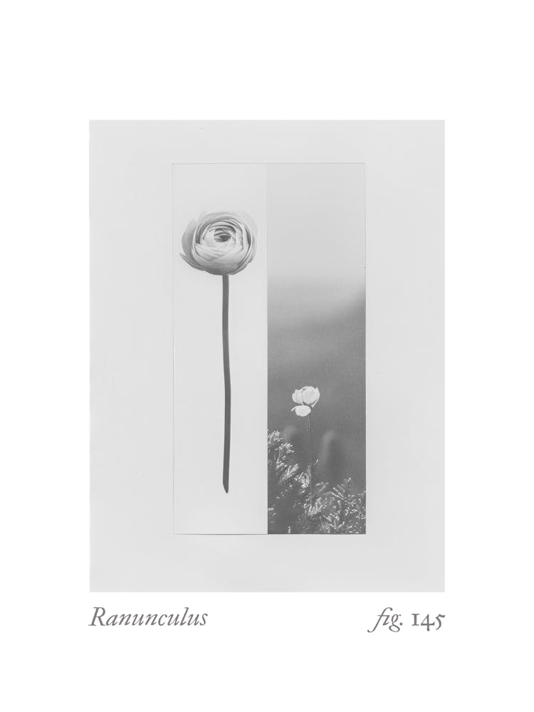 Ranunkel Botanische Collage 3