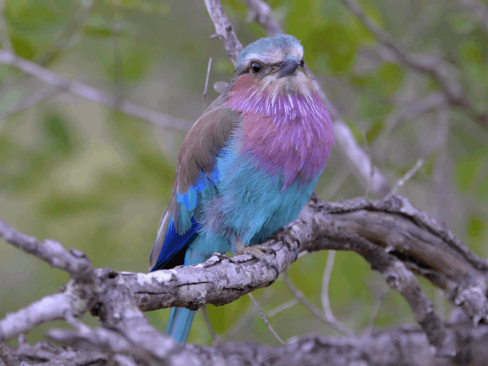 Lilac Breasted Roller