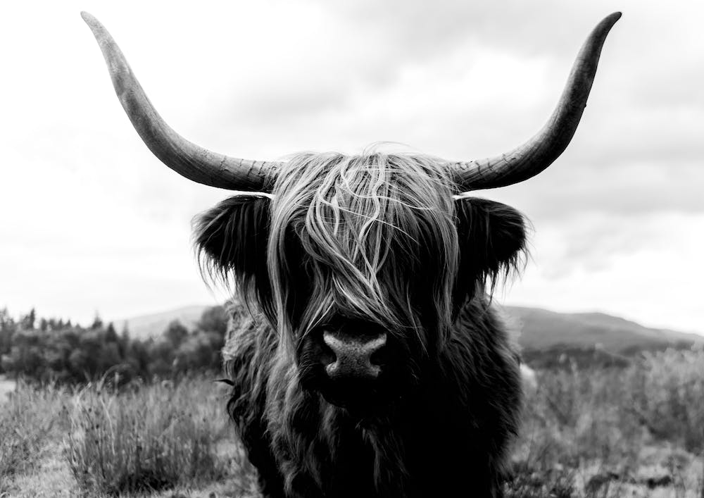 Scottish Highland Cattle 2 Black And White