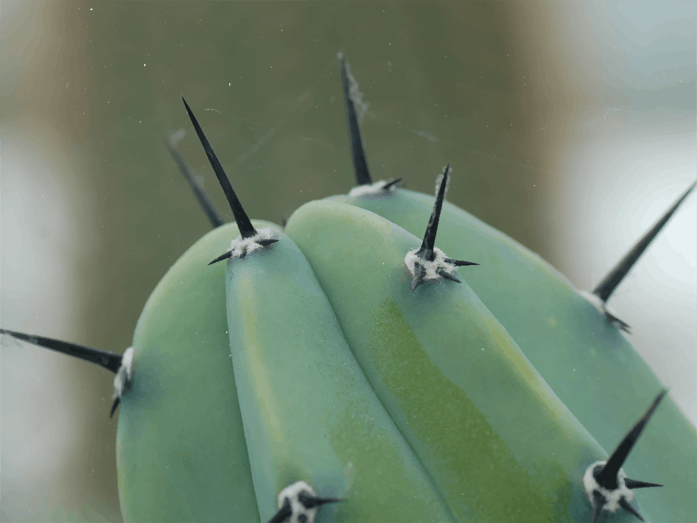 Close Up Cactus