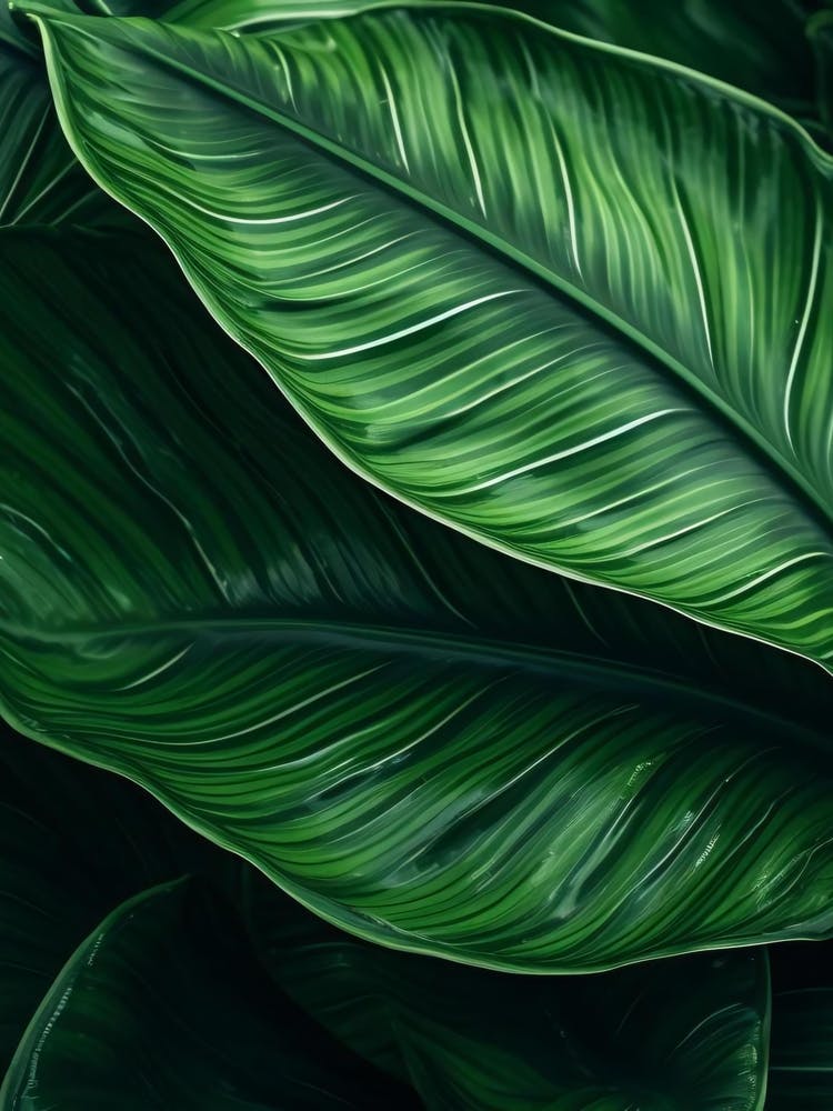 Green Leaf Background
