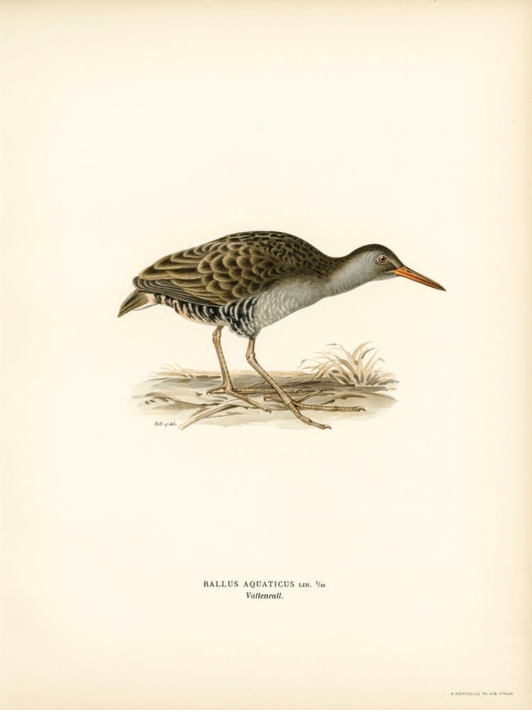 Water Rail, The Von Wright Brothers