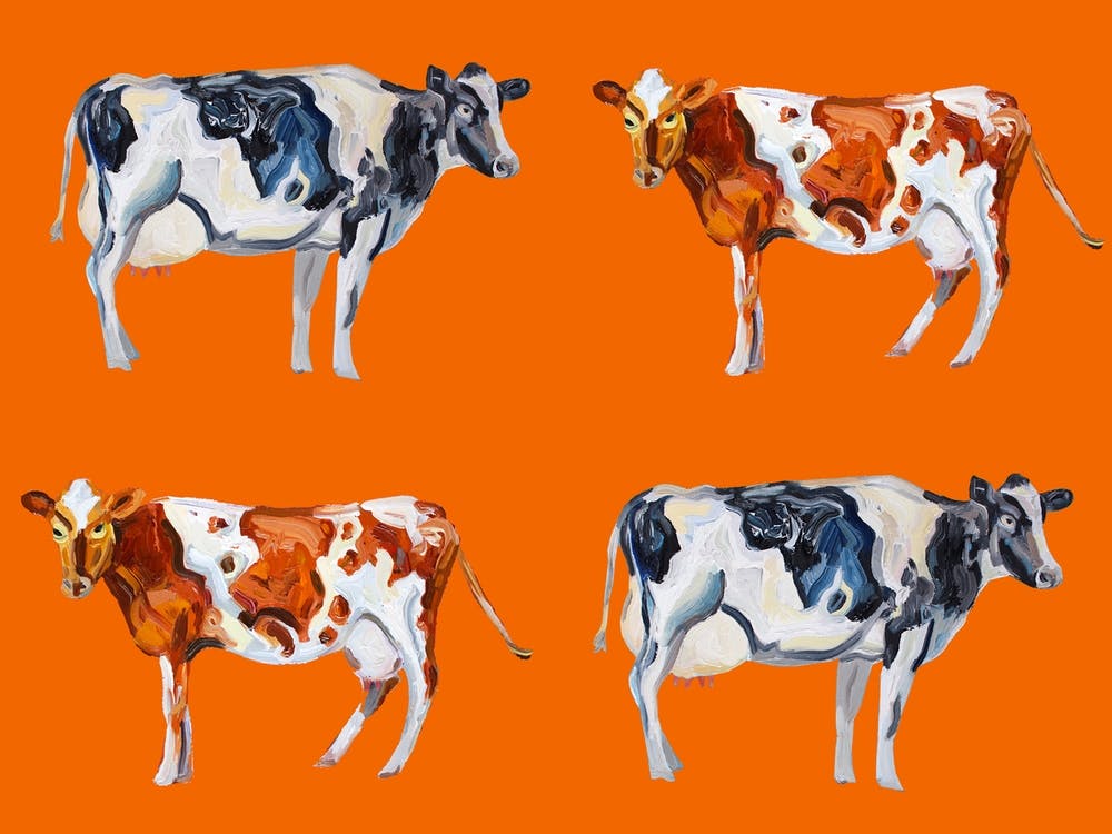 Cow Art On Orange