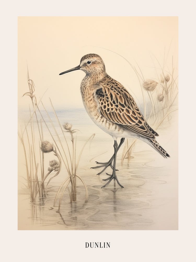 Vintage Bird Drawing Dunlin 2 Poster