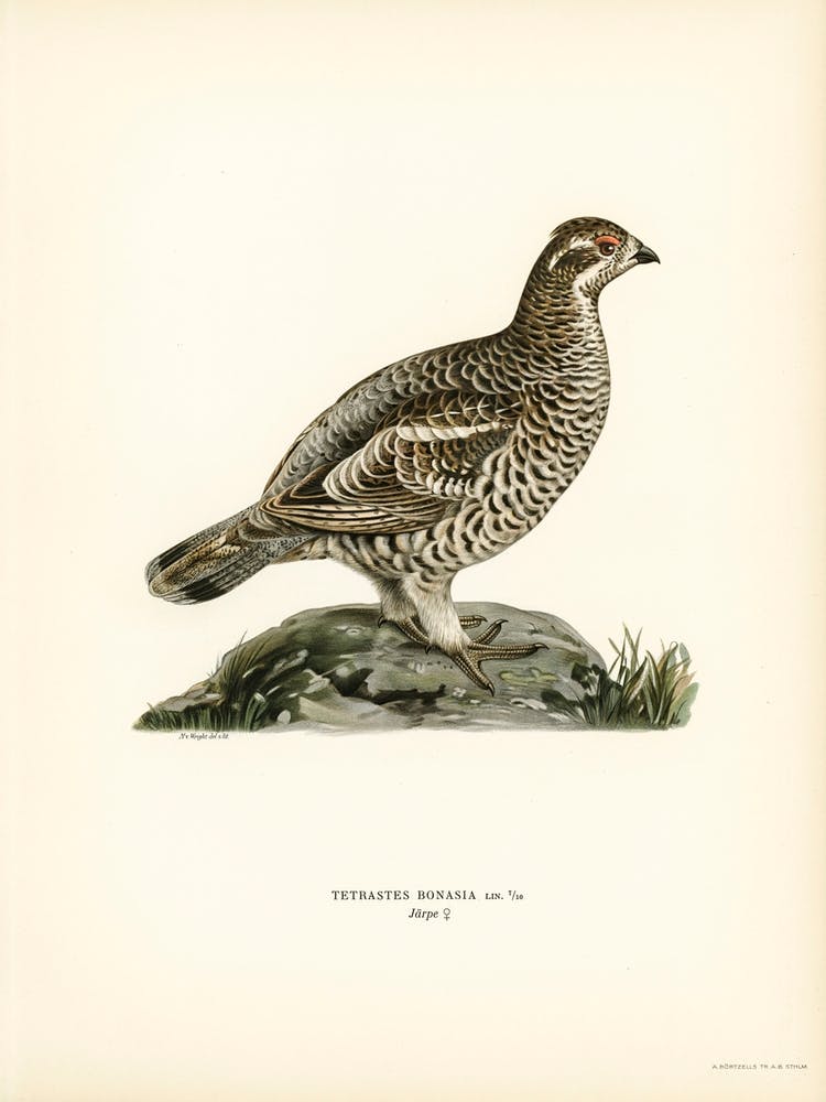 Hazel Grouse, The Von Wright Brothers