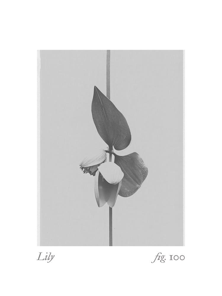 Lily Botanical Collage 2