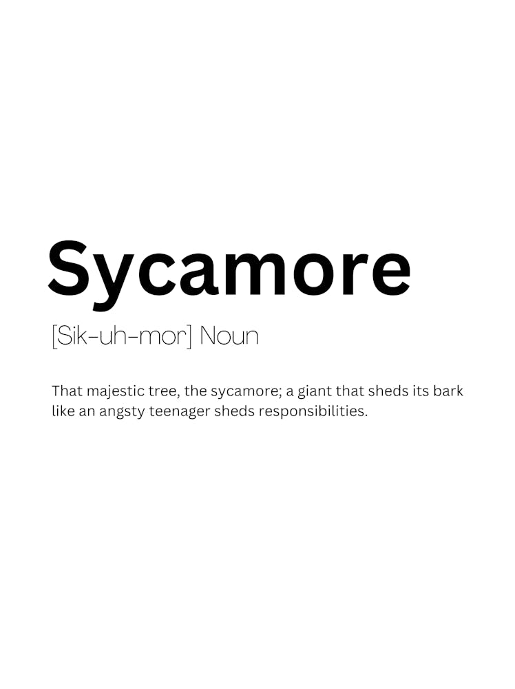 Sycamore Definition Meaning