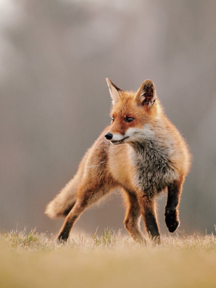 Red Fox