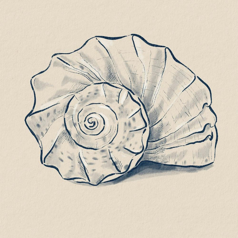 Sea Shell Spiral