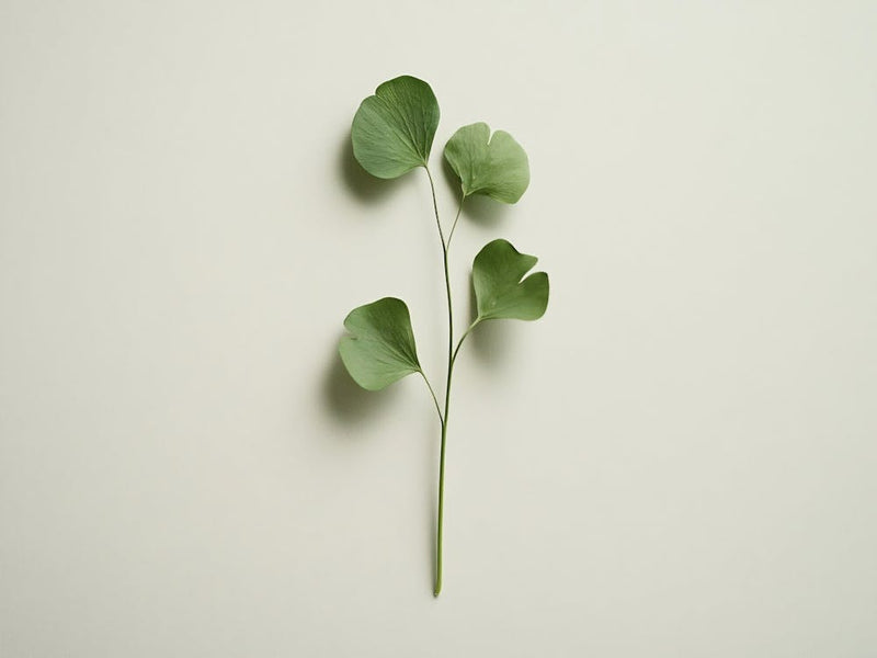 Eucalyptus Leaf 2