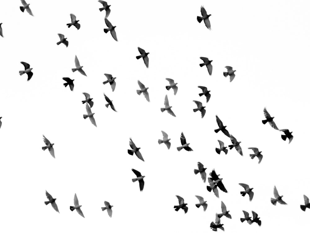 Birds Monochrome Office