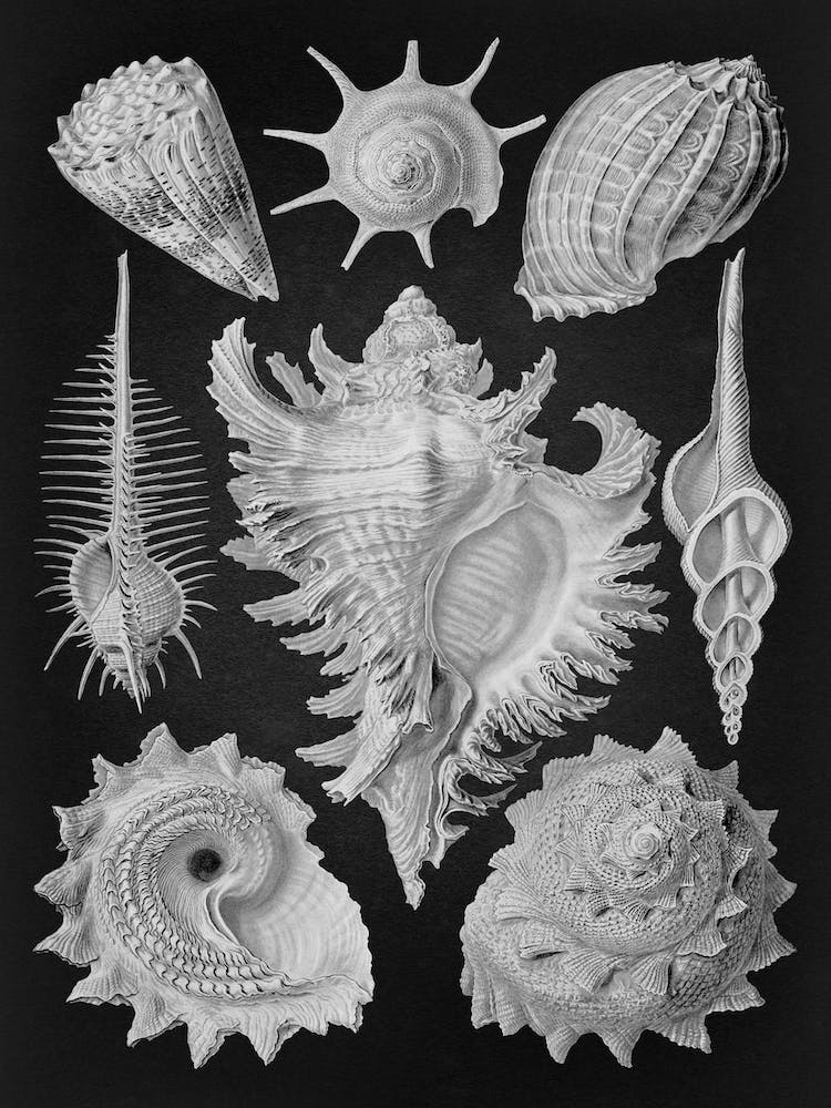 Vintage Haeckel 10 Tafel 53 Vorderkiemen Schnecken
