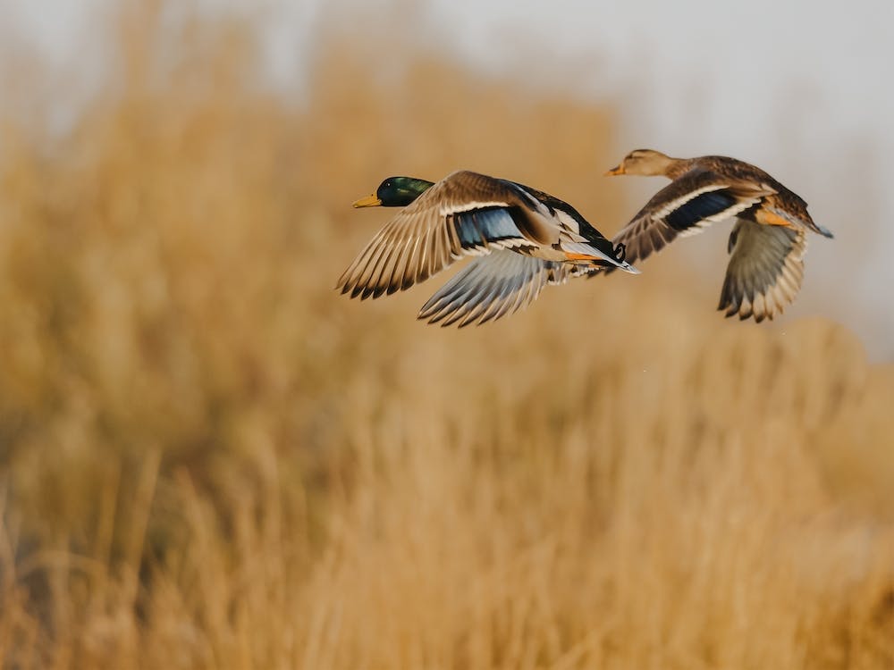 Mallard Ducks Flying