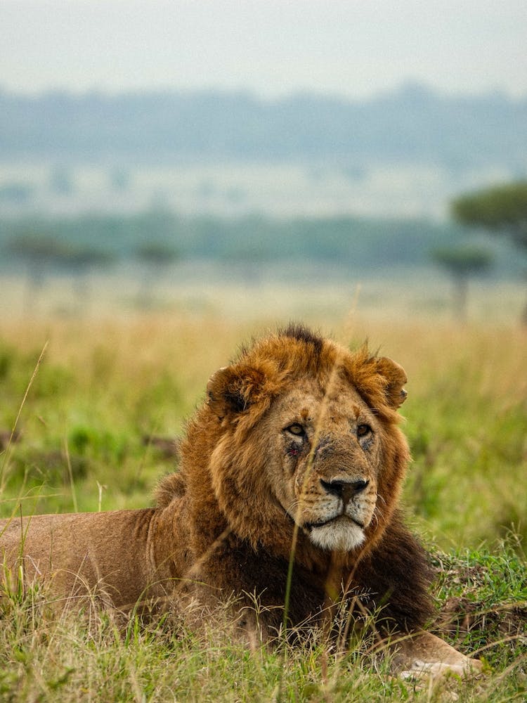 Lion In The Grass, Kenya