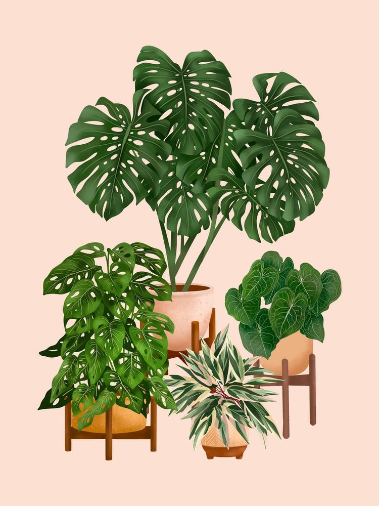 Indoor Plants 5