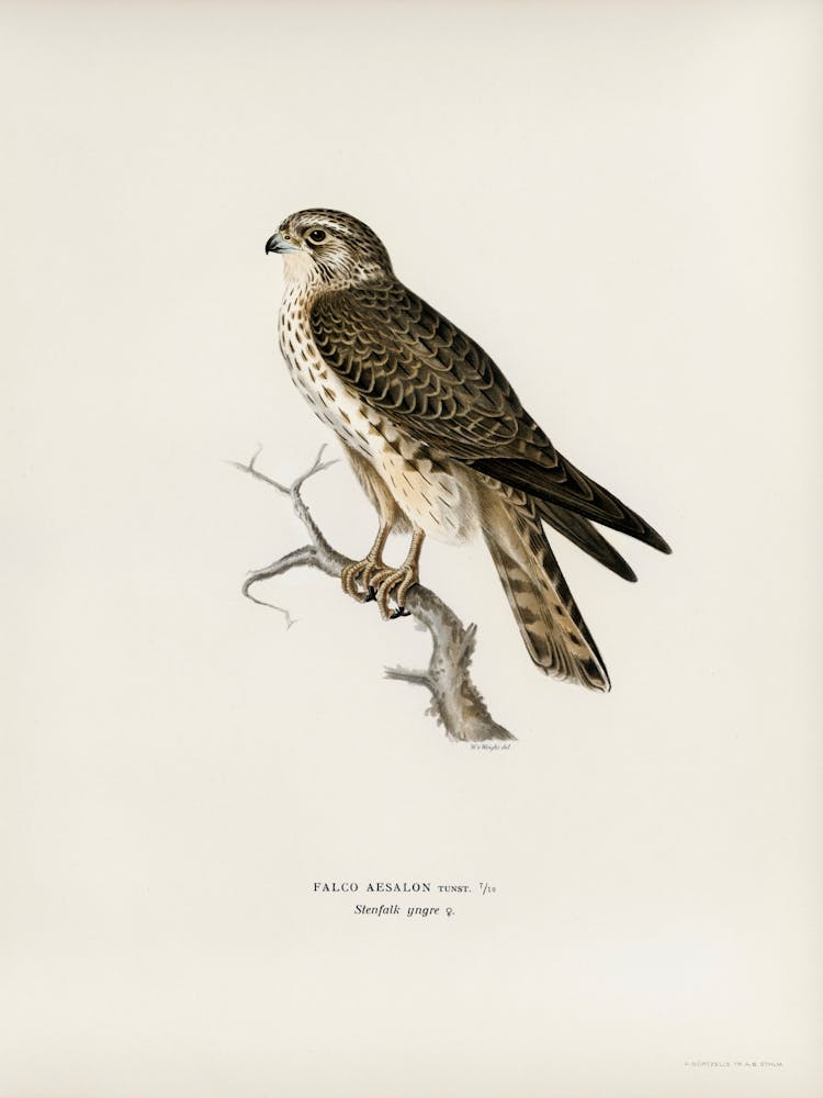 Merlin Female (Falco Aesalon), The Von Wright Brothers 1