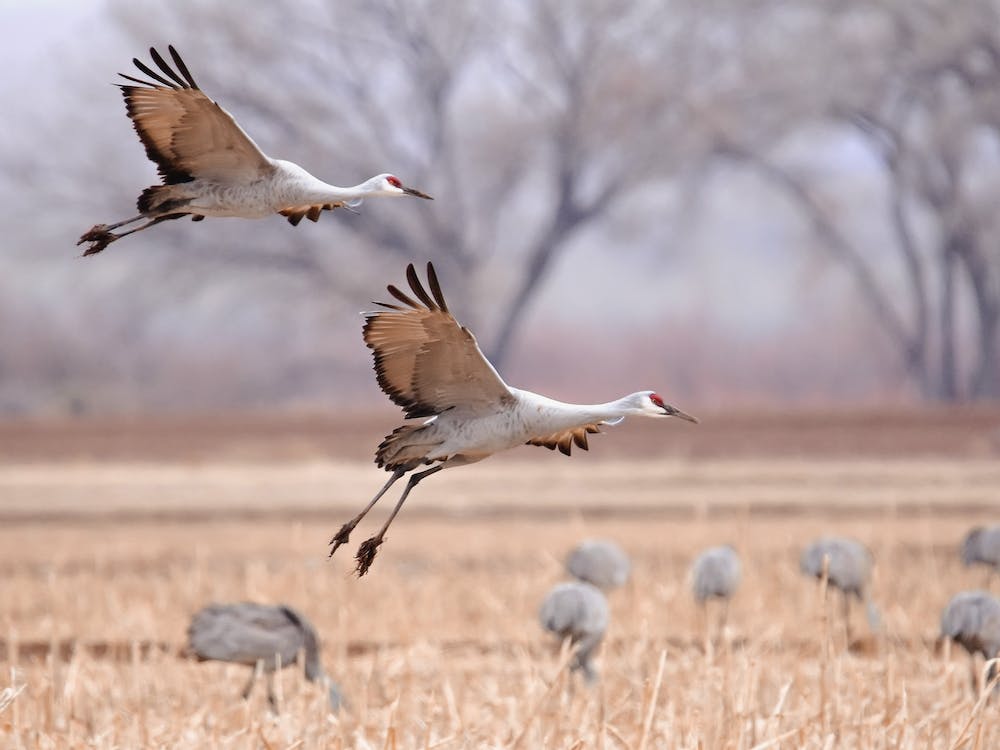 Sandhill Crane Taking Flight
