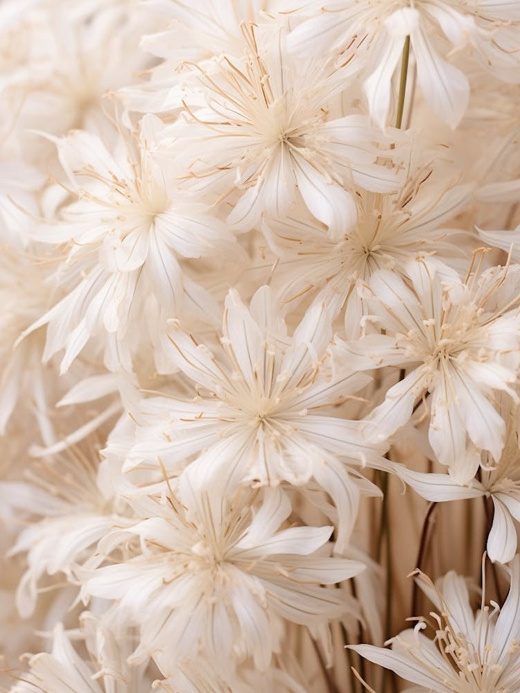 Boho Dried Flowers Agapanthus 1