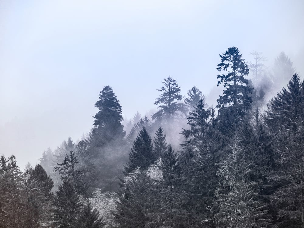 Redwood Forest - National Park Photo