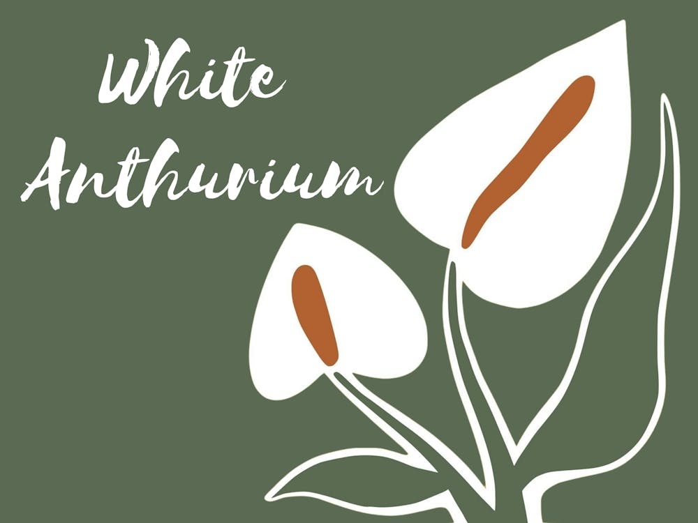 White Anthurium