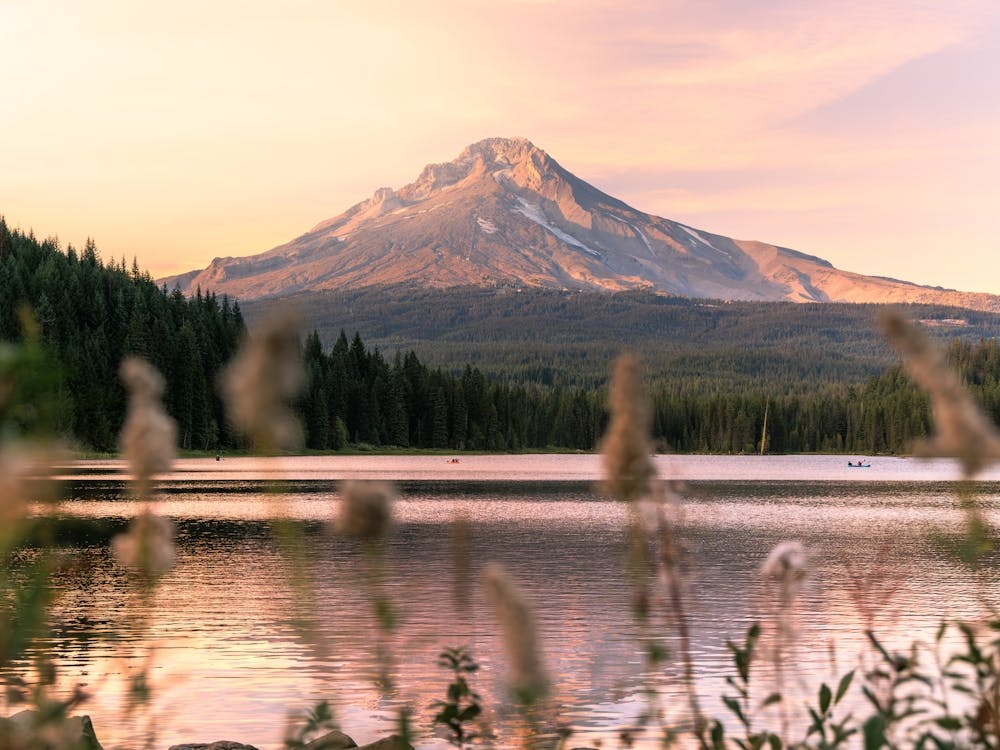 Mount Hood Wildflower Summer Sunset