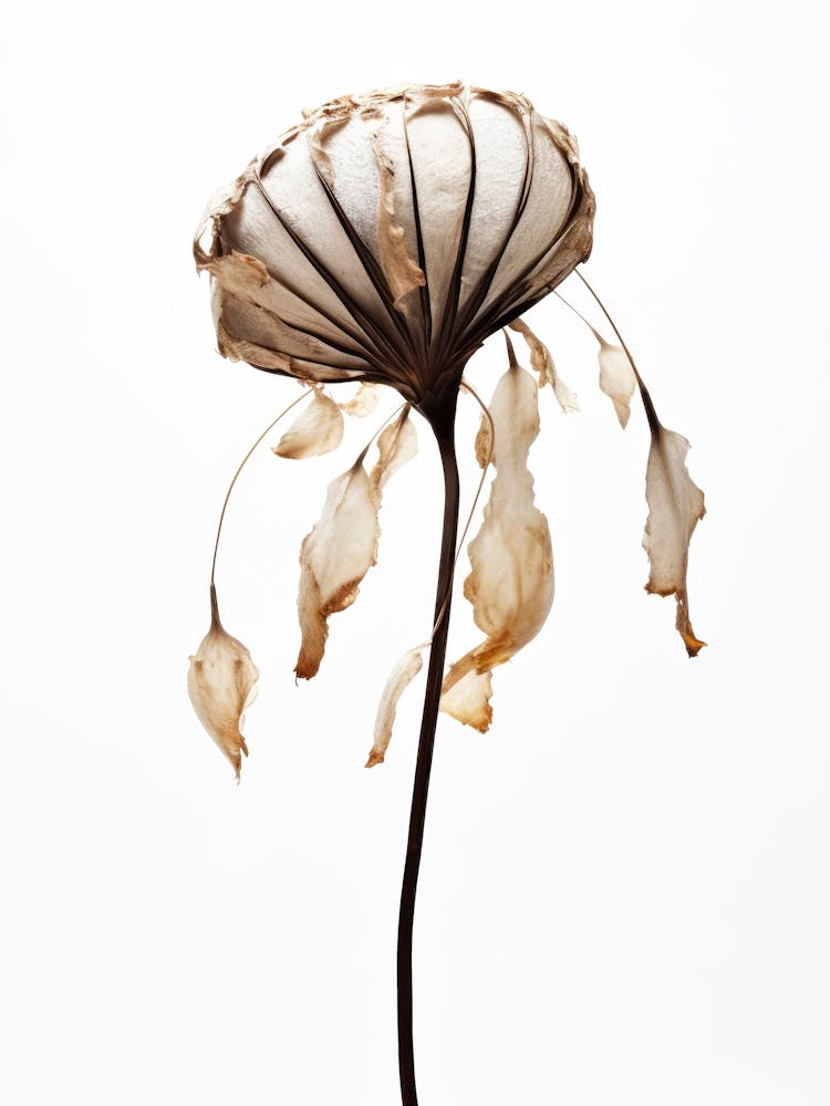 Dry Sea Shell Flower