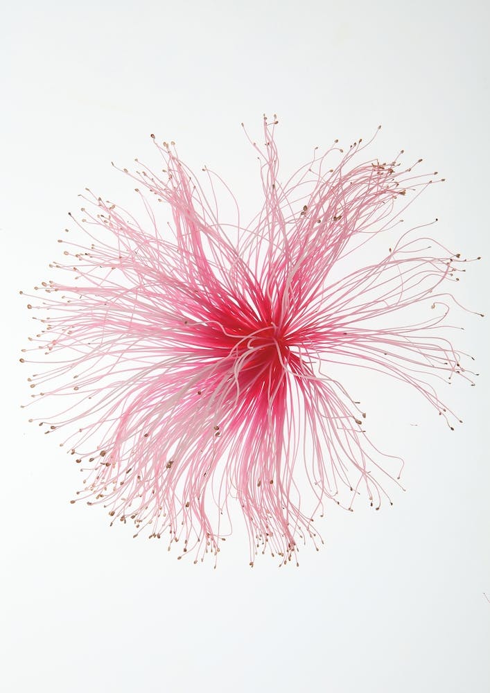 Botanical Paint Brush