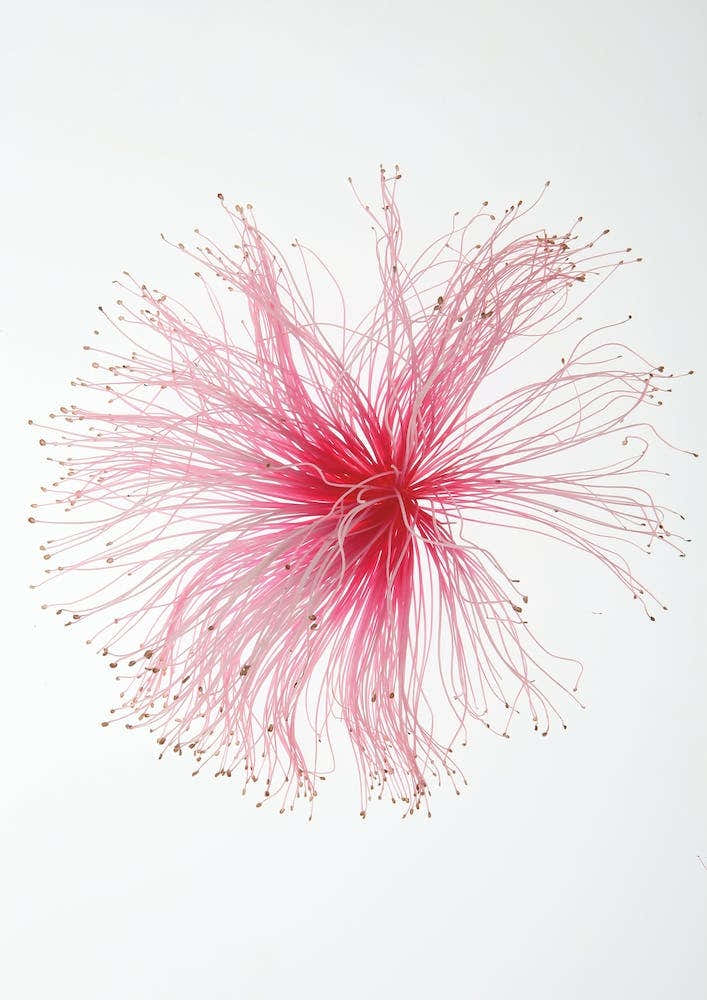 Botanical Paint Brush