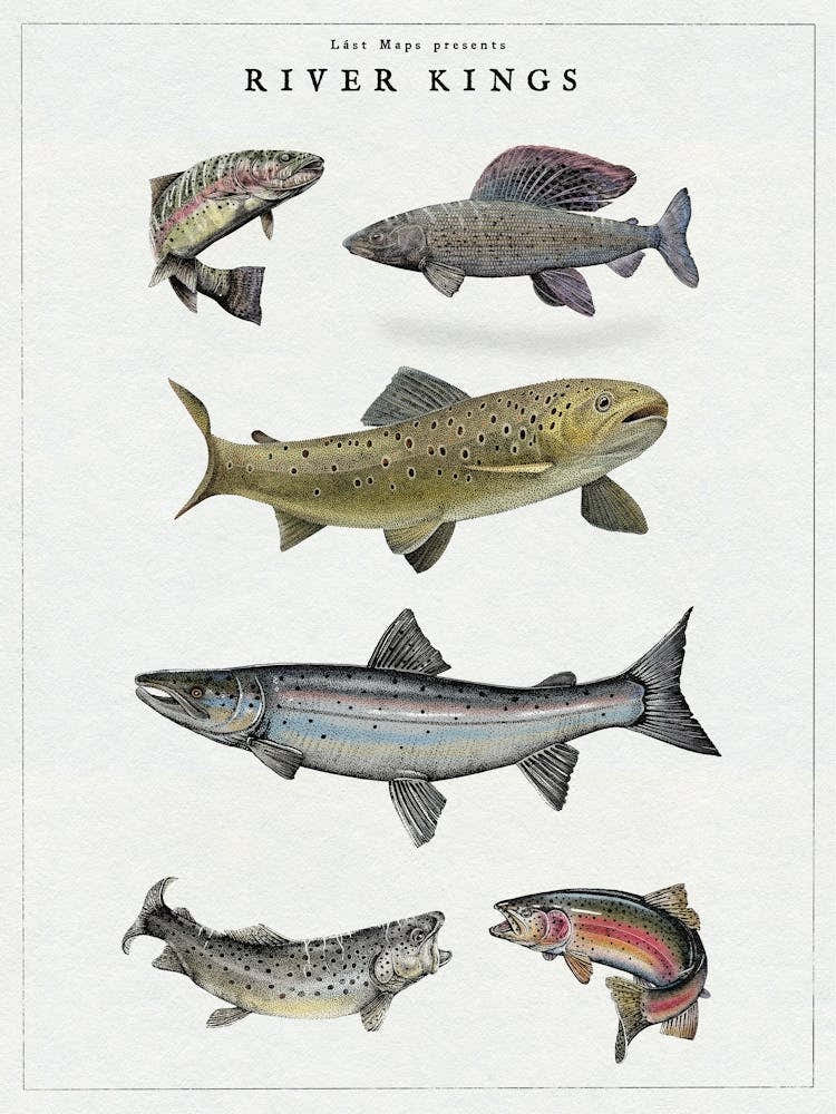 River Kings - Fish Angling