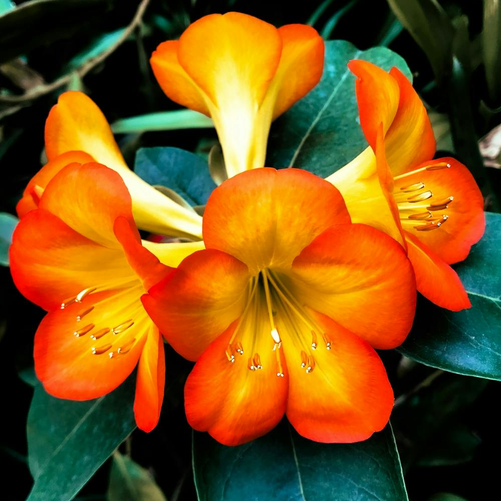 In The Garden Rhododendron flower