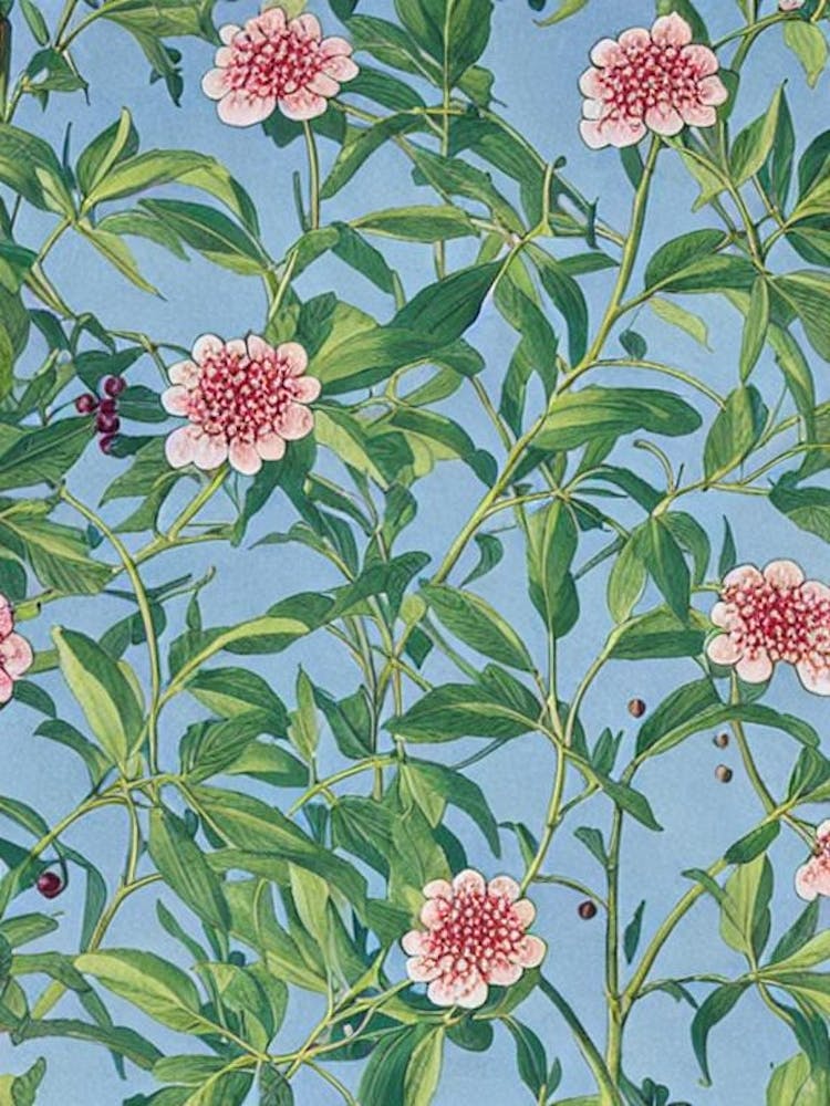 Acai 1 Vintage Botanical Fruit